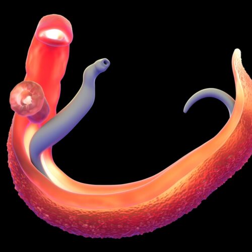 Bilharzia – Dr Dick Stockley