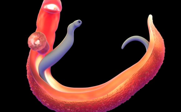 Bilharzia – Dr Dick Stockley