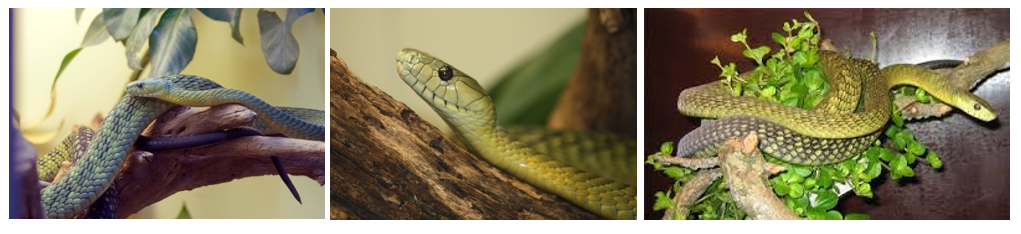 Poisonous Snakes In Uganda The Surgery Uganda