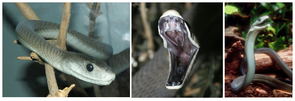 Poisonous snakes in Uganda – The Surgery Uganda