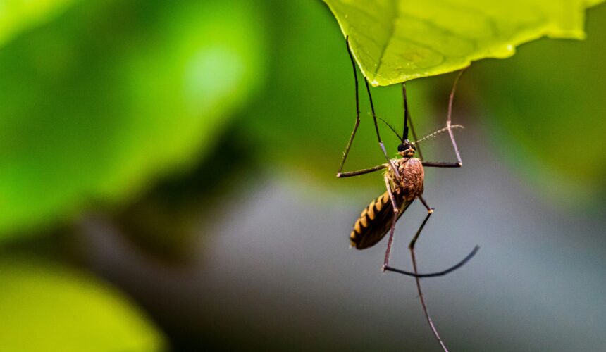 World Malaria Day 2026: Why Accurate Testing With Us Is Crucial